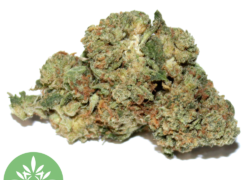 Bubble Gum