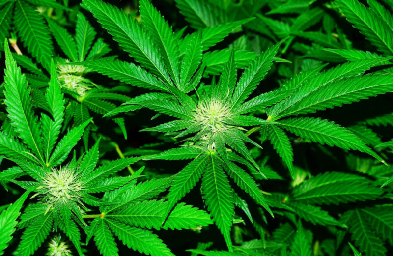 Saskatoon Man Calls For Federal Government To Widen Medicinal Cannabis Coverage