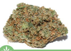 Monkey Glue (AAAA)