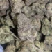 Blackberry Kush (AAA+++)