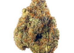 Pinkz Marijuana Strain Sativa Hybrid
