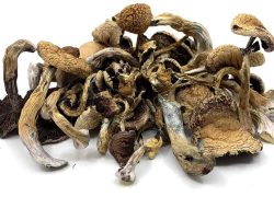 Golden Teacher | Magic Mushrooms