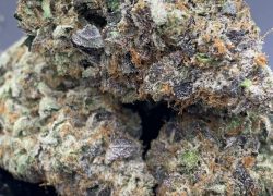 Pink Guava – Sativa-Dominant Hybrid | 28–30% THC