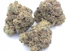 Gummy Bun AKA Gummy Bunz Indica (AAAA)