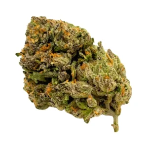 Close-up of Tropicana Cookies cannabis bud with purple accents, orange hairs, and frosty trichomes.