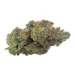 Blue Lobster (Craft Quality Hybrid AAAA+)