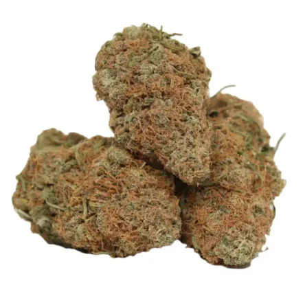 Chocolate OG Marijuana Strain (AAA+) Indica