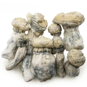 Albino Penis Envy (APE) | Magic Mushrooms