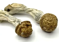 Makilla Gorilla | Magic Mushrooms