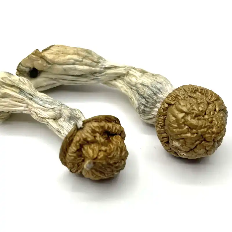 Makilla Gorilla | Magic Mushrooms