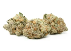 Orange Valley OG Sativa Marijuana Strain