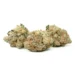 Orange Valley OG Sativa Marijuana Strain